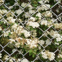 garden-chain-link-fencing-min